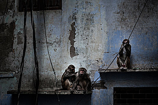 三个,猴子,墙壁