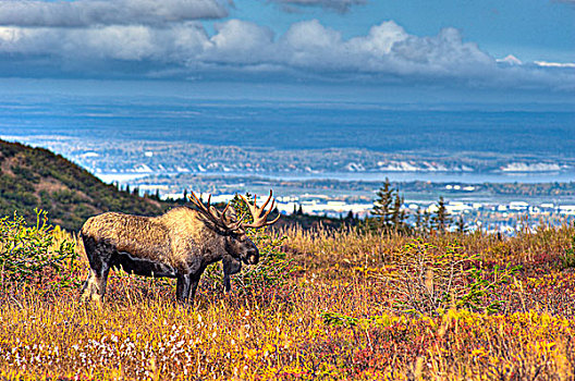 景色,驼鹿,靠近,电线,楚加奇州立公园,城市,阿拉斯加,秋天,图像