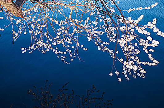 水面上开满花的树