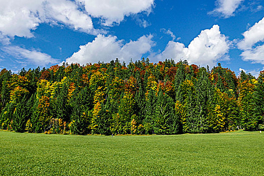 秋天,混合,针叶林,草地,仰视,上巴伐利亚