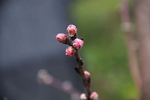 含苞待放,春芽,春日