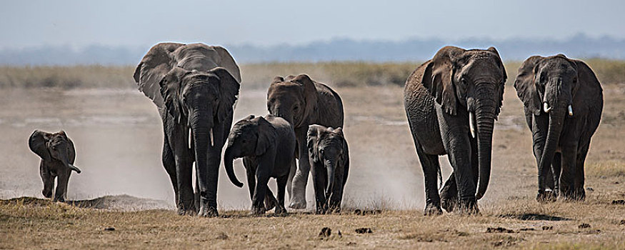 非洲大象022