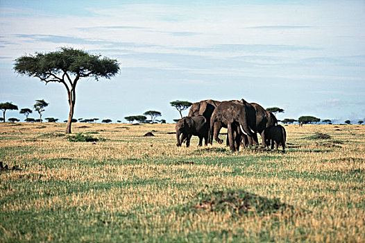 肯尼亚,马赛马拉国家保护区,家族,非洲象,非洲,灌木,大象,大幅,尺寸
