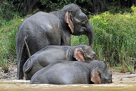 婆罗洲,俾格米人,大象,象属,沭浴,河,雨林,沙巴,马来西亚,亚洲