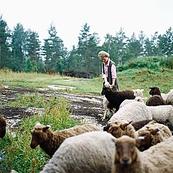 女人,羊群,瑞典