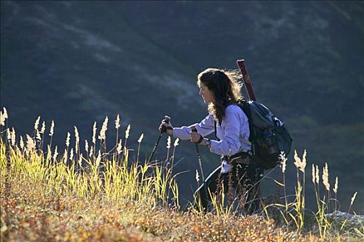 女人,远足,高草,逆光,阳光,楚加奇州立公园,阿拉斯加,秋天