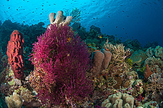 深潜,群岛,海洋,保存,南,苏拉威西岛,印度尼西亚,亚洲