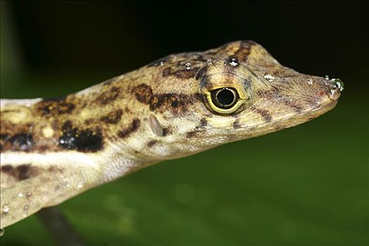 蜥蜴,雨林,哥斯达黎加,中美洲