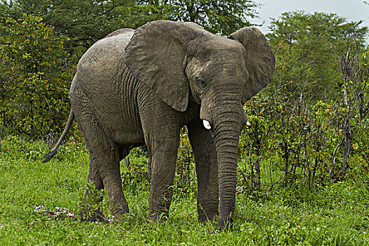 大象,非洲象,旁侧,道路,博茨瓦纳,非洲