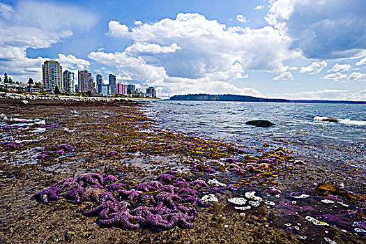 紫色,海星,海滩,西部,温哥华,不列颠哥伦比亚省,加拿大