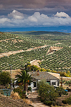 西班牙,安达卢西亚,区域,哈恩省,乌贝达,俯视图,橄榄,小树林