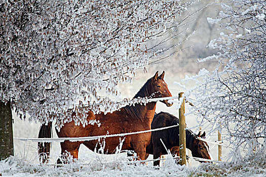 两个,马,冬季风景,看,上方,栅栏