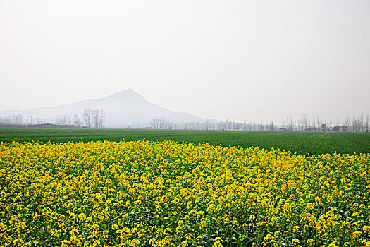 油菜花田