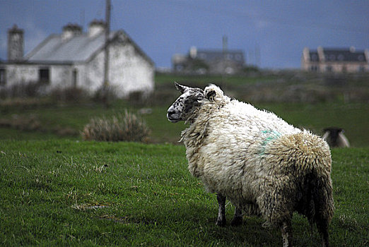 爱尔兰,梅奥县,绵羊,靠近