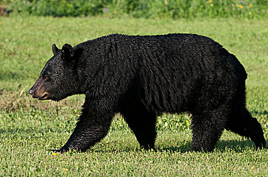 野生,美洲黑熊,省立公园,安大略省