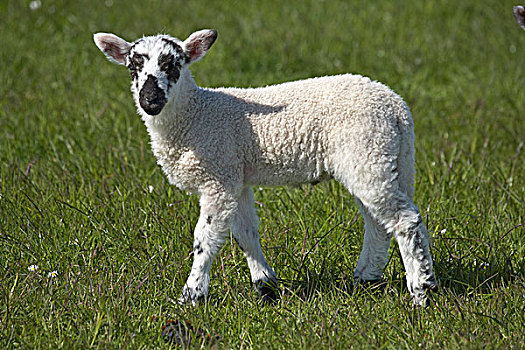 羊羔,诺森伯兰郡,英格兰