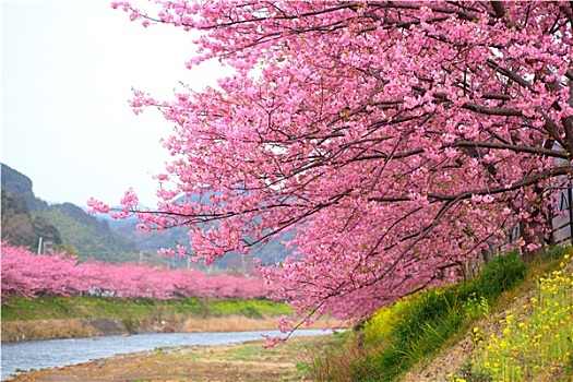 樱桃树,静冈,日本