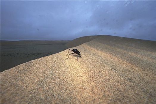甲虫,收集,露珠,纳米布沙漠,纳米比亚