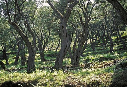 橄榄林,科孚岛,希腊