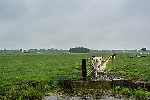 母牛,桥,上方,沟,荷兰
