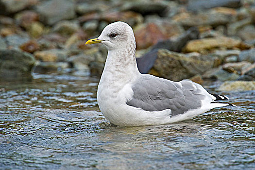 阿拉斯加,卡特迈国家公园,海鸥