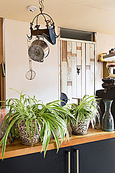 盆栽植物,厨房,悬挂,旧式,天花板,钩