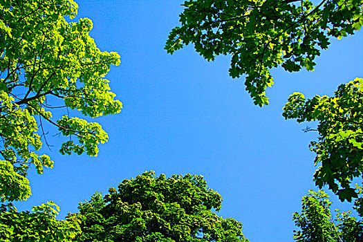 天空,树