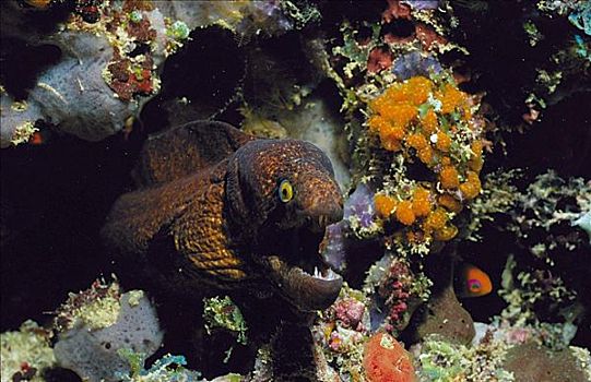 鱼,褐色,海鳗,印度洋,海洋动物,海洋,动物