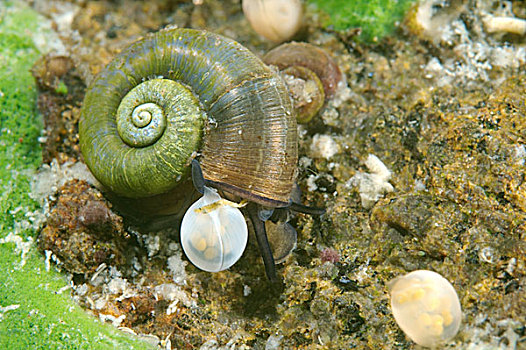 蜗牛,靠近,蛋,贝加尔湖,西伯利亚,俄罗斯,欧洲