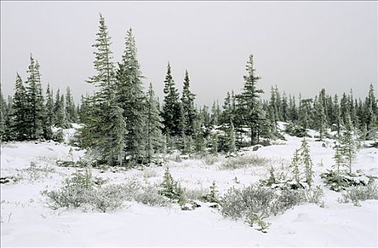 黑色,云杉,遮盖,冰,雪,针叶林带,北方针叶林,丘吉尔市,曼尼托巴,加拿大