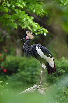 非洲国鸟-东非冠鹤
