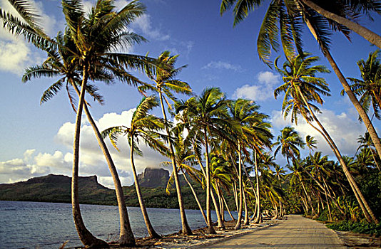 波拉波拉岛,法属玻利尼西亚,椰树