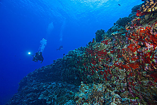 莫洛基尼岛,毛伊岛,潜水者,摄像机,火山口,红色,海绵,多孔动物门