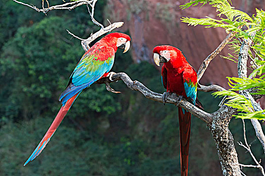 金刚鹦鹉,南马托格罗索州,巴西,南美