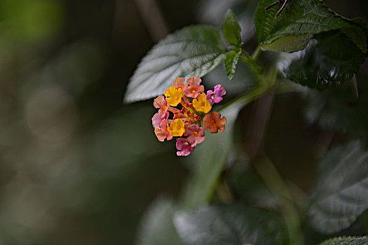 苔藓,花,水珠,果实