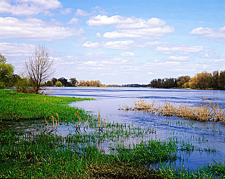 湿地,靠近,萨克森安哈尔特,德国,欧洲