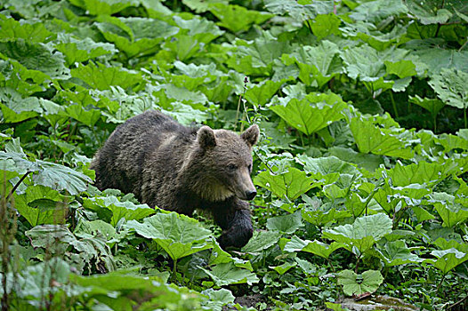 幼兽,棕熊,山谷,靠近,罗马尼亚,欧洲