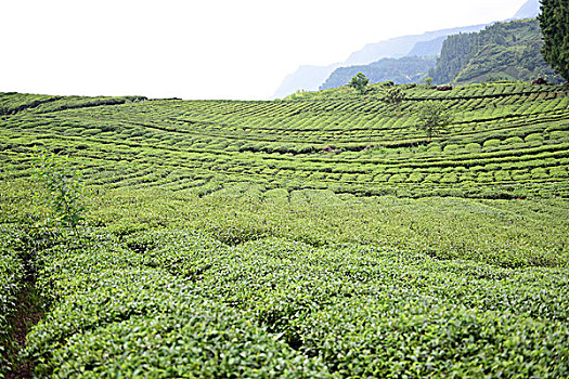 茶园美景