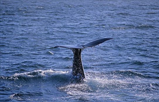 抹香鲸,风景,旅游,靠近,岛,挪威