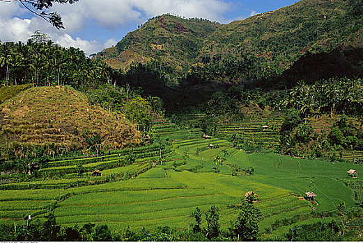 俯视,阶梯状,景观树,山,巴厘岛,印度尼西亚