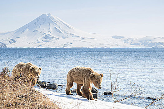 棕熊,幼兽,熊,走,堤岸,堪察加半岛,俄罗斯,欧洲