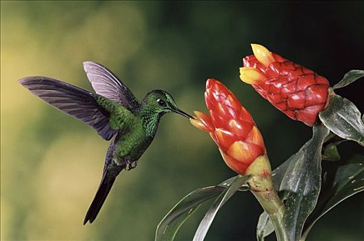 蜂鸟,进食,授粉,螺旋,旗帜,姜,花,蒙特维多云雾森林自然保护区,哥斯达黎加