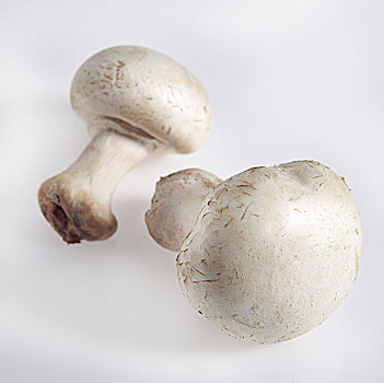 草菇,双孢蘑菇
