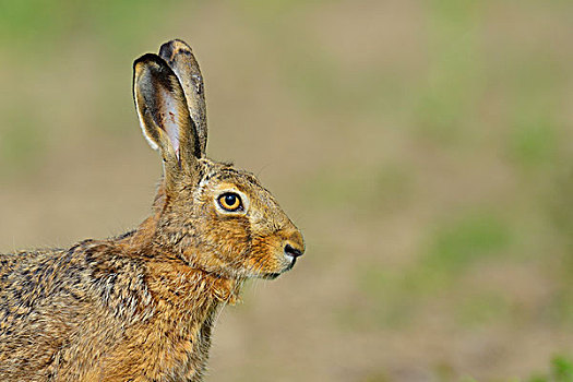头像,欧洲,棕兔,欧洲野兔,黑森州,德国