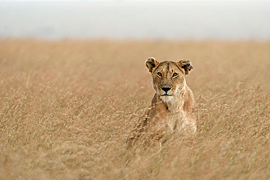雌狮,狮子,坐,高草,马赛马拉国家保护区,肯尼亚,非洲