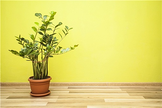 植物,绿色,房间