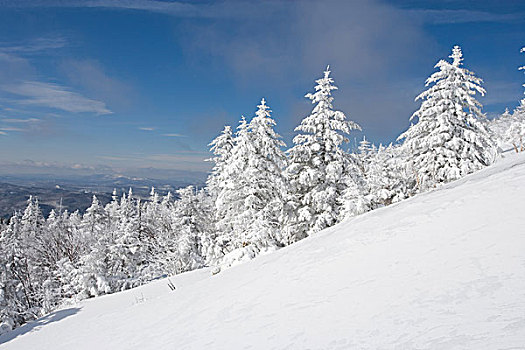 雪,树,高,斜坡,攀升,开襟羊毛衫,小路