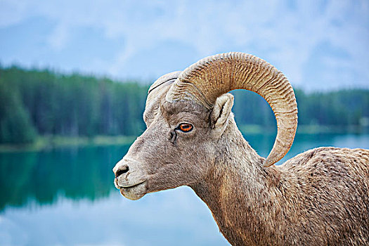 大角羊,班芙国家公园,艾伯塔省,加拿大