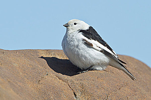 雪,颊白鸟,栖息,石头,曼尼托巴,加拿大