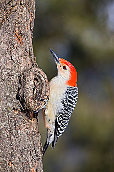 啄木鸟,雄性,枯木,冬天,伊利诺斯,美国